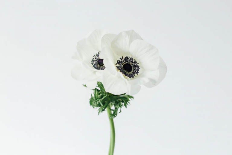 bouquet-mariage-hiver-anemone